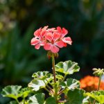 Mucho más fácil de cuidar que los geranios, esta bonita planta tiene además flores todo el año