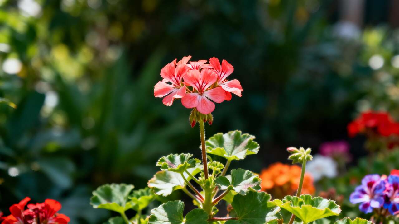 Mucho más fácil de cuidar que los geranios, esta bonita planta tiene además flores todo el año